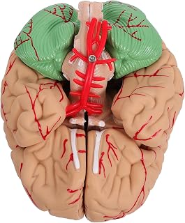 CHILDWEET Medical Anatomical Brain Model Human Brain Teaching Aid Realistic for Students Educators