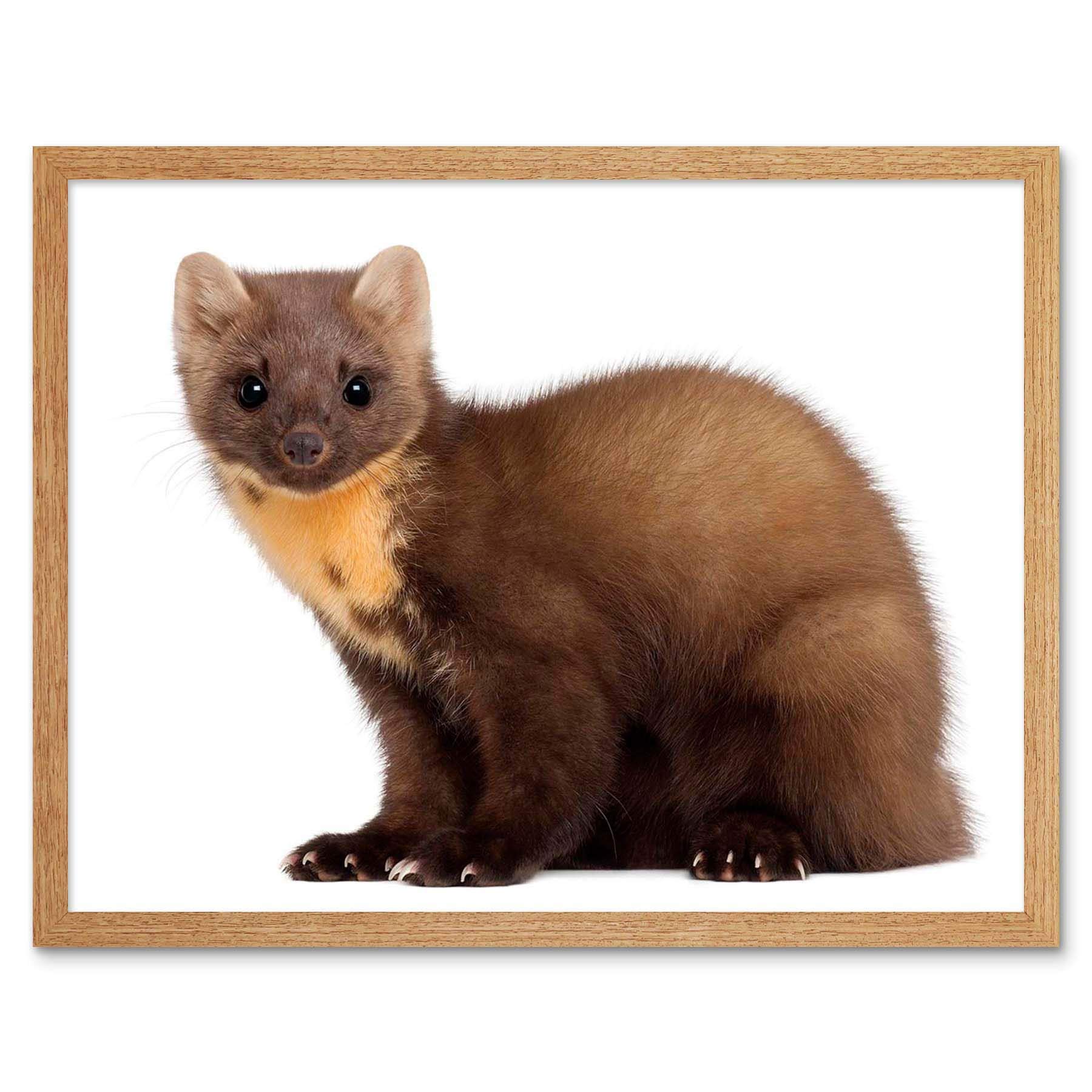 Wee Blue Coo European Pine Marten Youngster Wildlife Art Print Framed Poster Wall Decor 12X16 Inch