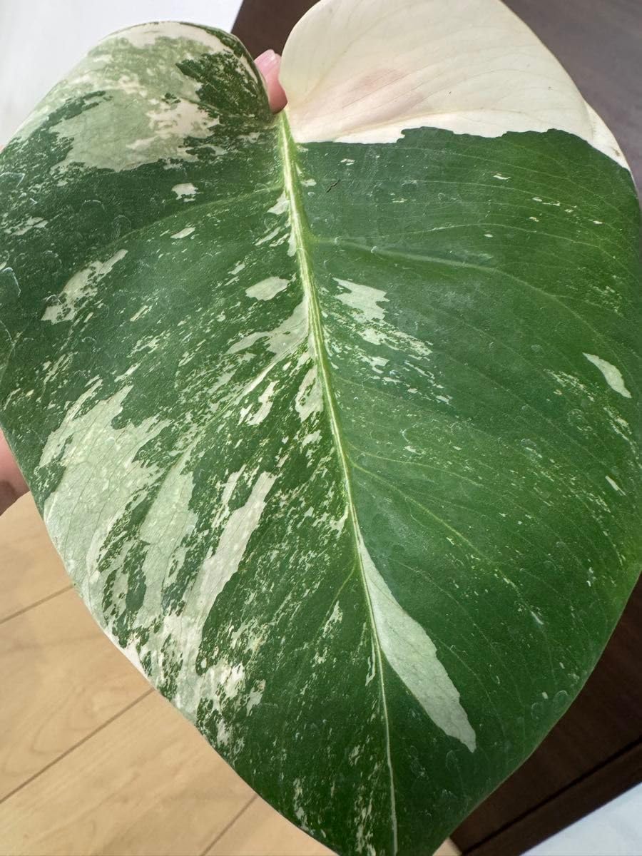 発根済み 斑入りモンステラ ボルシギアナ ホワイトタイガー ハーフ