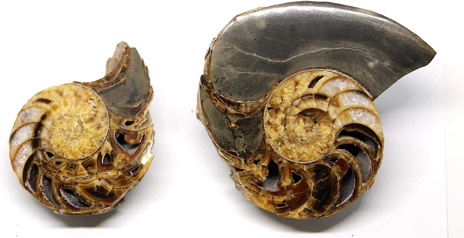 Eutrephoceras Nautilus Fossil Pair Late Cretaceous Montana 12o #16264