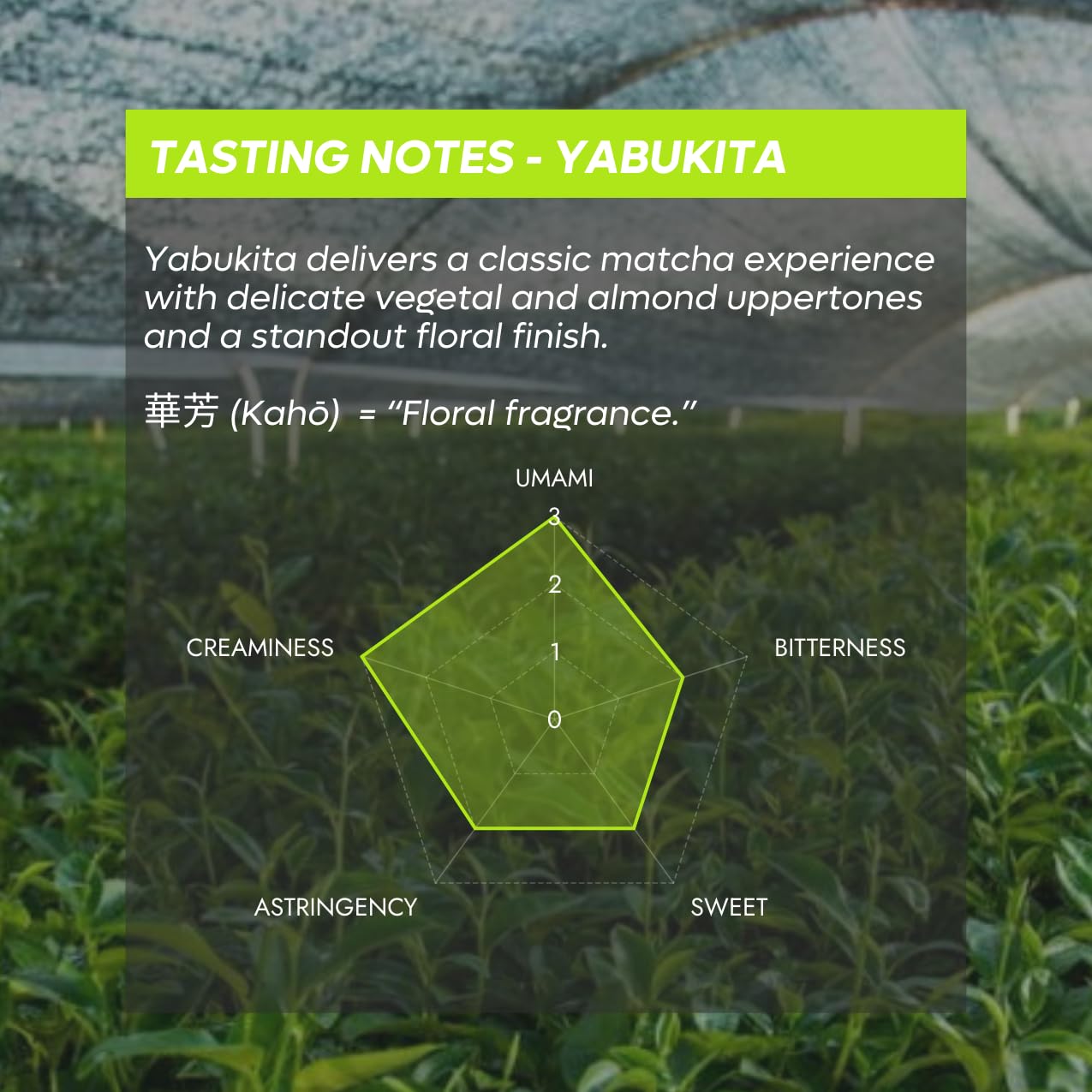 Chazoku Yabukita (100g Bag) - Matcha Green Tea Powder - Single Cultivar - Ceremonial Grade, First Harvest - Traditional Japanese Matcha - Stone Milled - Fresh from Yame, Japan