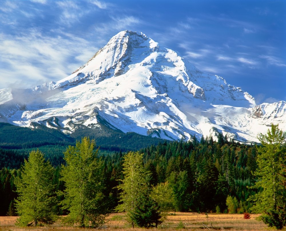 Trees with snowcapped mountain range in the background Mt Hood Upper Hood River Valley Hood River County Oregon USA Poster Print by Panoramic Images (14 x 11)
