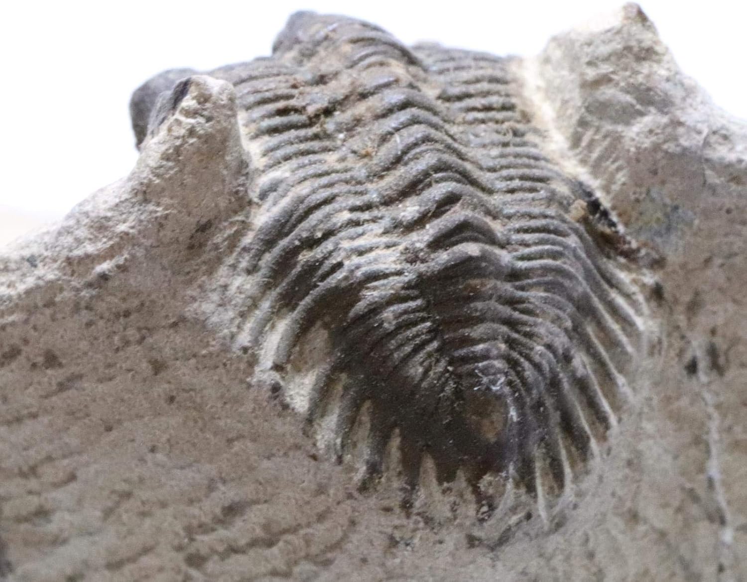 Trilobite Metacanthina Fossil Morocco 390 Million Years Old #15261 14o