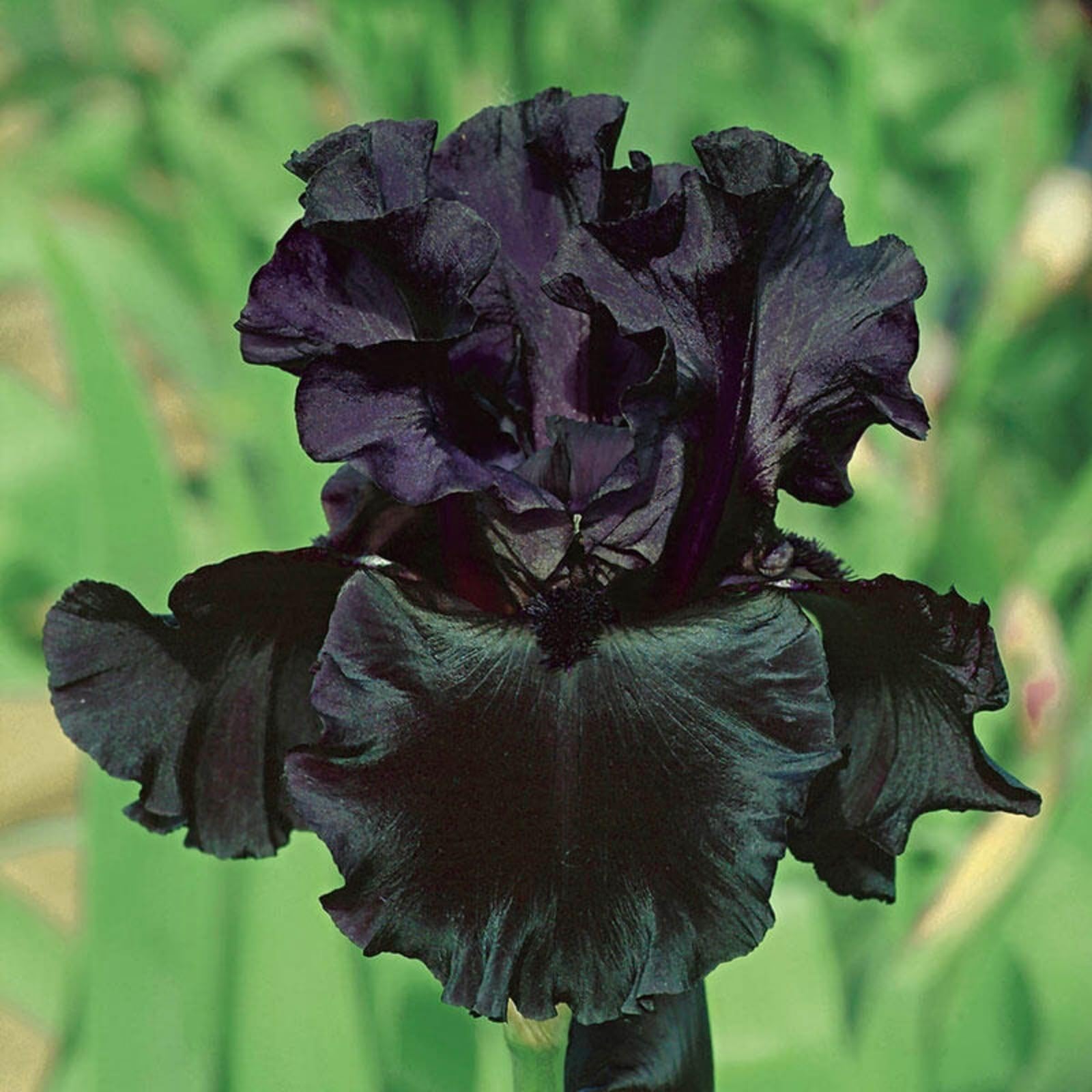 Iris Bulbs for Planting Now UK,Wedding Flowers,Plant Bulbs,Cut Flowers,Hardy Perennial,Garden Flowers,Iris Bulbs,Strong Plants That Grow Well-8Bulbs-E