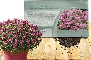 Outsidepride Perennial Prunella Grandiflora Bella Rose Seeds