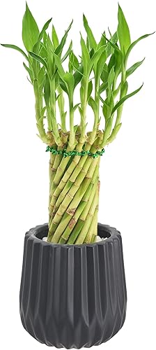 Miniatura 6 de Arcadia Garden Products LV41 Tornado Lucky Bamboo, planta viva de interior en maceta de cerámica para el hogar, trabajo o regalo, color beige. No se