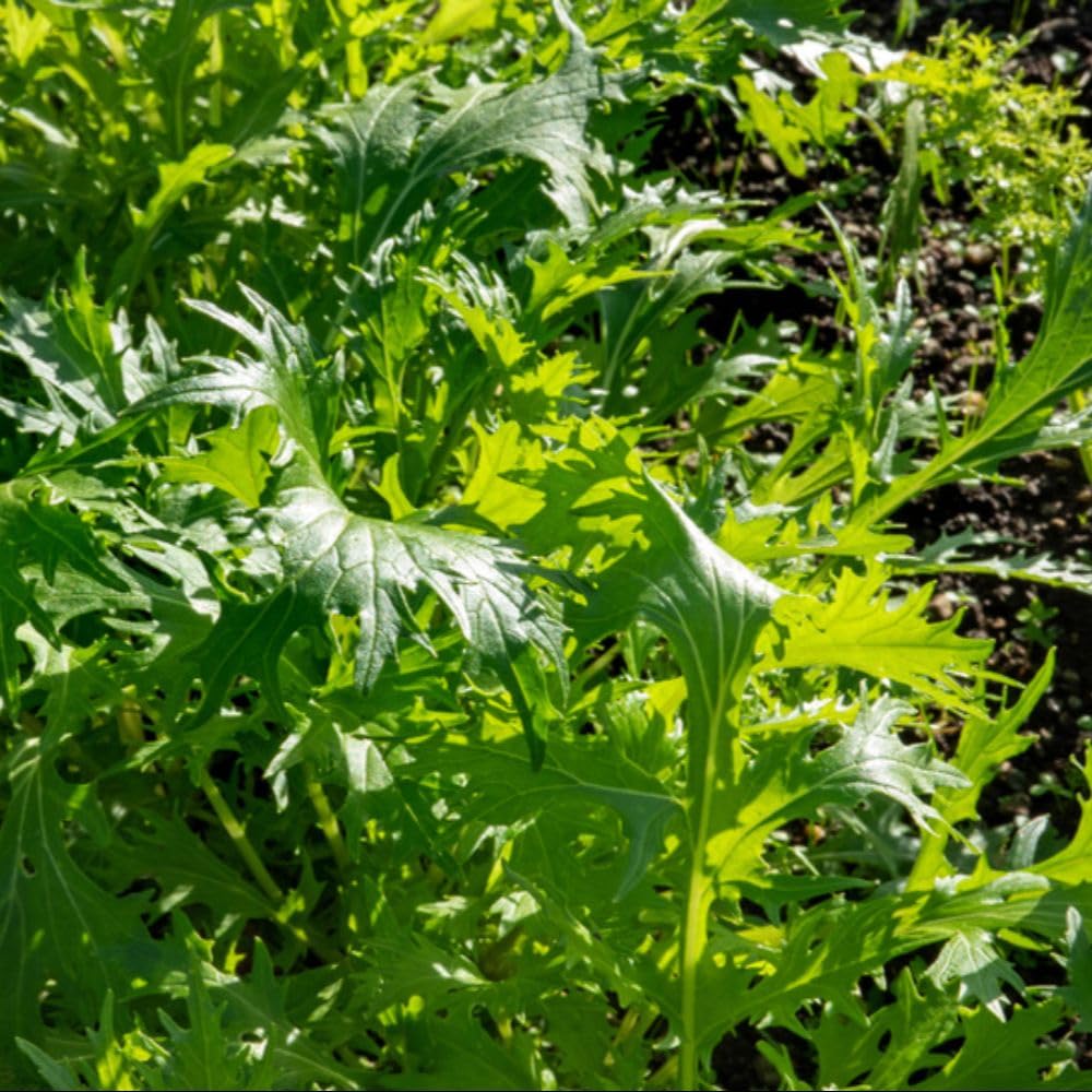 Dobies Leaf Salad ‘Mustard Golden Streaks’ Seeds – 1 Packet (600 Seeds) – Cut and Come Again Mustard Salad Leaves with Sweet Peppery Flavour by Suttons