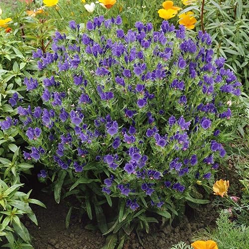 Miniatura 3 de Outsidepride Echium Blue Bedder Viper's Bugloss - Semillas de flores de jardín para abejas y mariposas - 1000 semillas