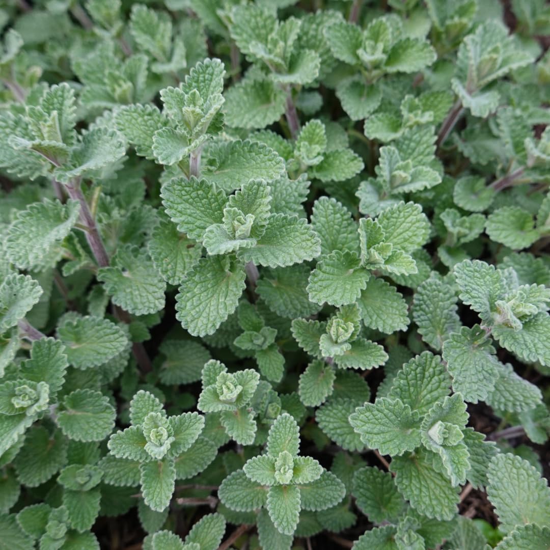 Nepeta Faassenii Perenne, per Bordure e Giardini, Blu Lavanda, Set da 12