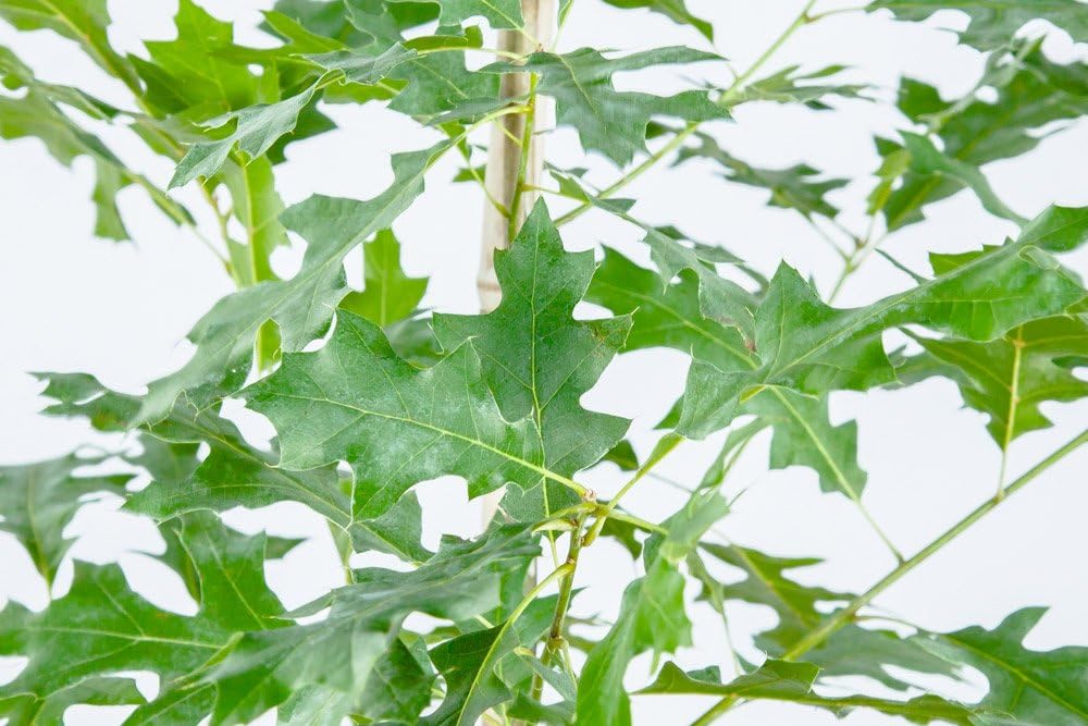 Nuttall Oak - Size: 3-4 ft, Live Plant, Includes Special Blend Fertilizer & Planting Guide