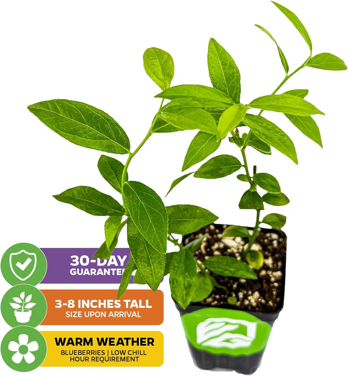Pink Lemonade Blueberry Plant (Rabbiteye) – Vaccinium by Wellspring Gardens – Sweet Pink Fruit – Self-Pollinating – Live Edible Shrub – Great for Containers & Gardens (2-Pack)