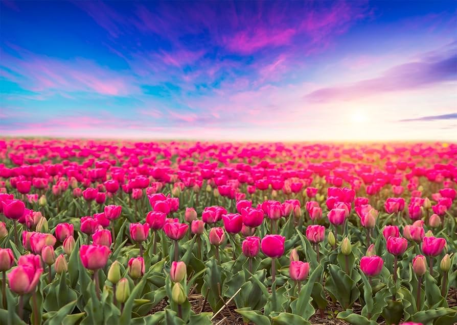 フォトブース フラワーピンク 観賞用ソープフラワー:rafulu】LED付タイムレスフォトスタンド（全3色