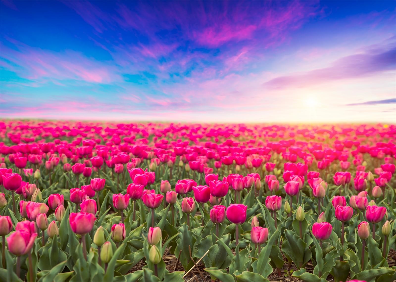Tulip Field Backgrounds 100+] Tulip Field Wallpapers | Wallpapers.com