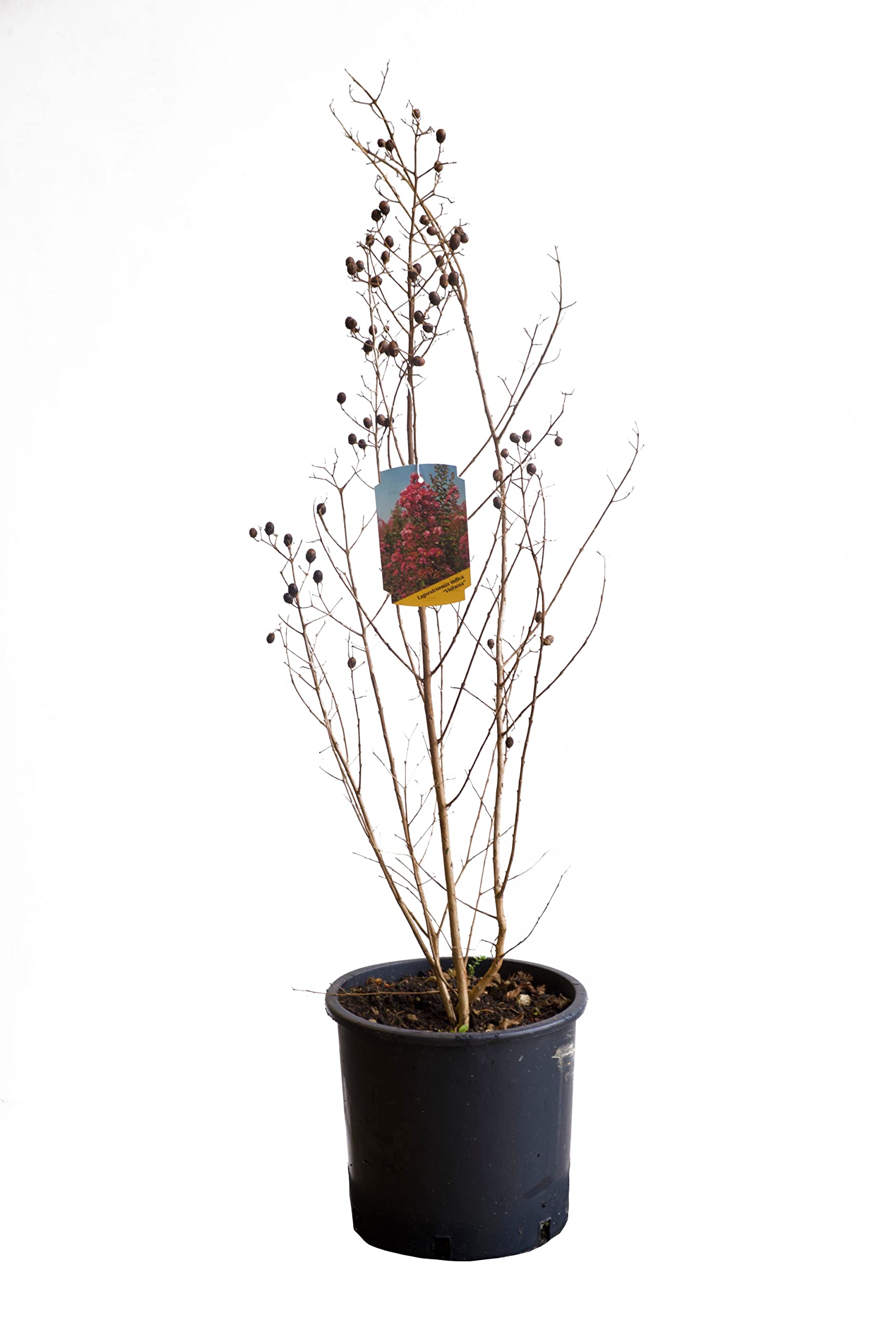 KENTIS - Lagerstroemia Indica Violet - Crape Myrtle - Plantes d'Extérieur Naturelles Resistantes - H 60-80 Pot Ø 24 cm