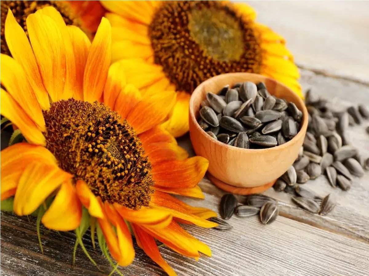 Turf Roasted Salted Sunflower Seeds - Healthy Snacks, Sunflower Seeds for Eating,Roasted salted Suraj mukhi beej, Bhuja Surya mukhi beej Seed|Roasted Salted SuryaMukhi Seeds |Time Pass Seed (200_GMS) (B09PVQ98H1) Amazon Price History, Amazon Price Tracker