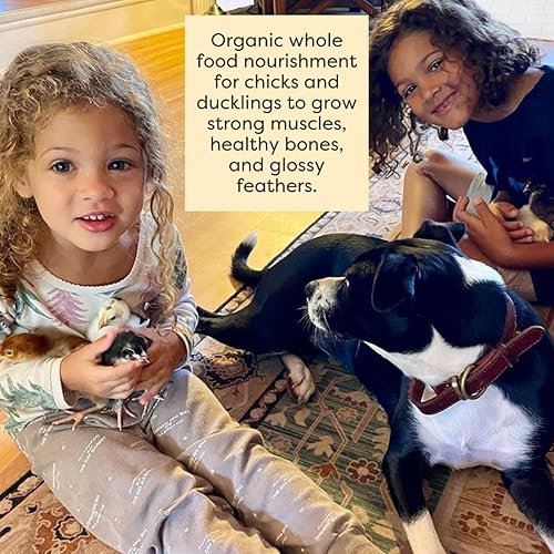 Miniatura 5 de Scratch and Peck Feeds Organic Starter Mash Chick Feed - 10 libras - 20.5% de proteína, proyecto verificado sin OMG, alimento para pollitos