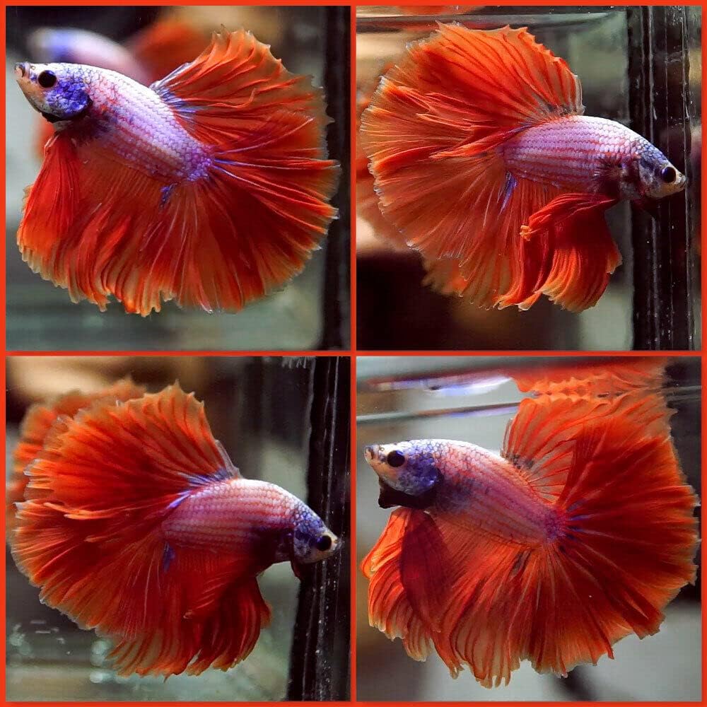 live betta fish amazon