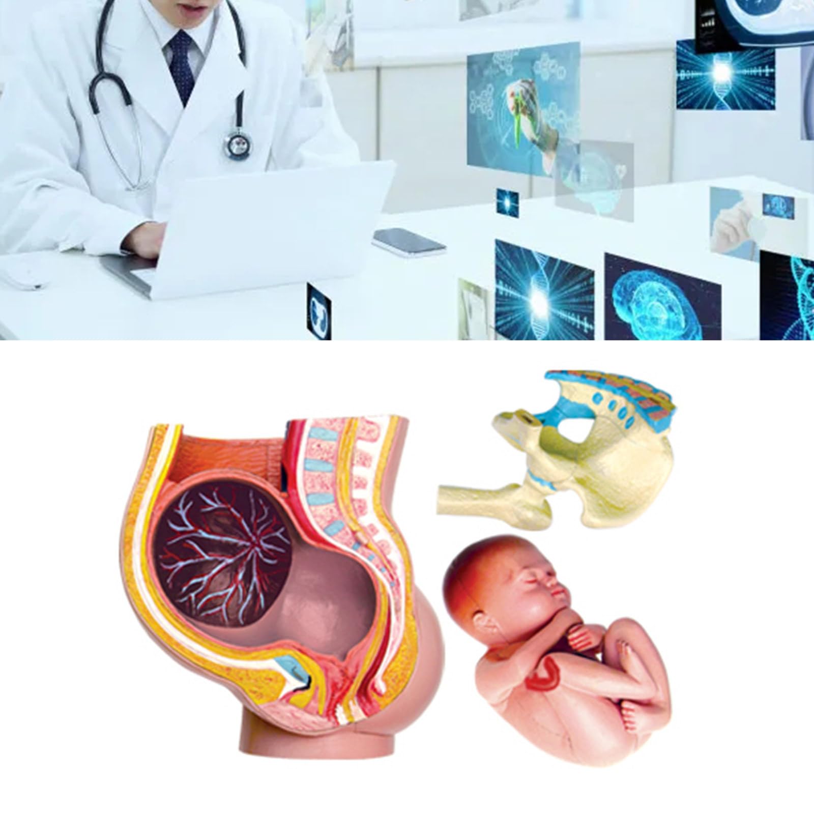 Modèle de section de bassin féminin enceinte, anatomie du 9ème