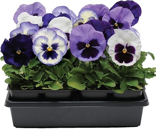 Outsidepride Ocean Breeze Mix - Semillas de pensamiento para plantar, 50 piezas. Flores biennales, resistentes al frío y aptas para polinizadores