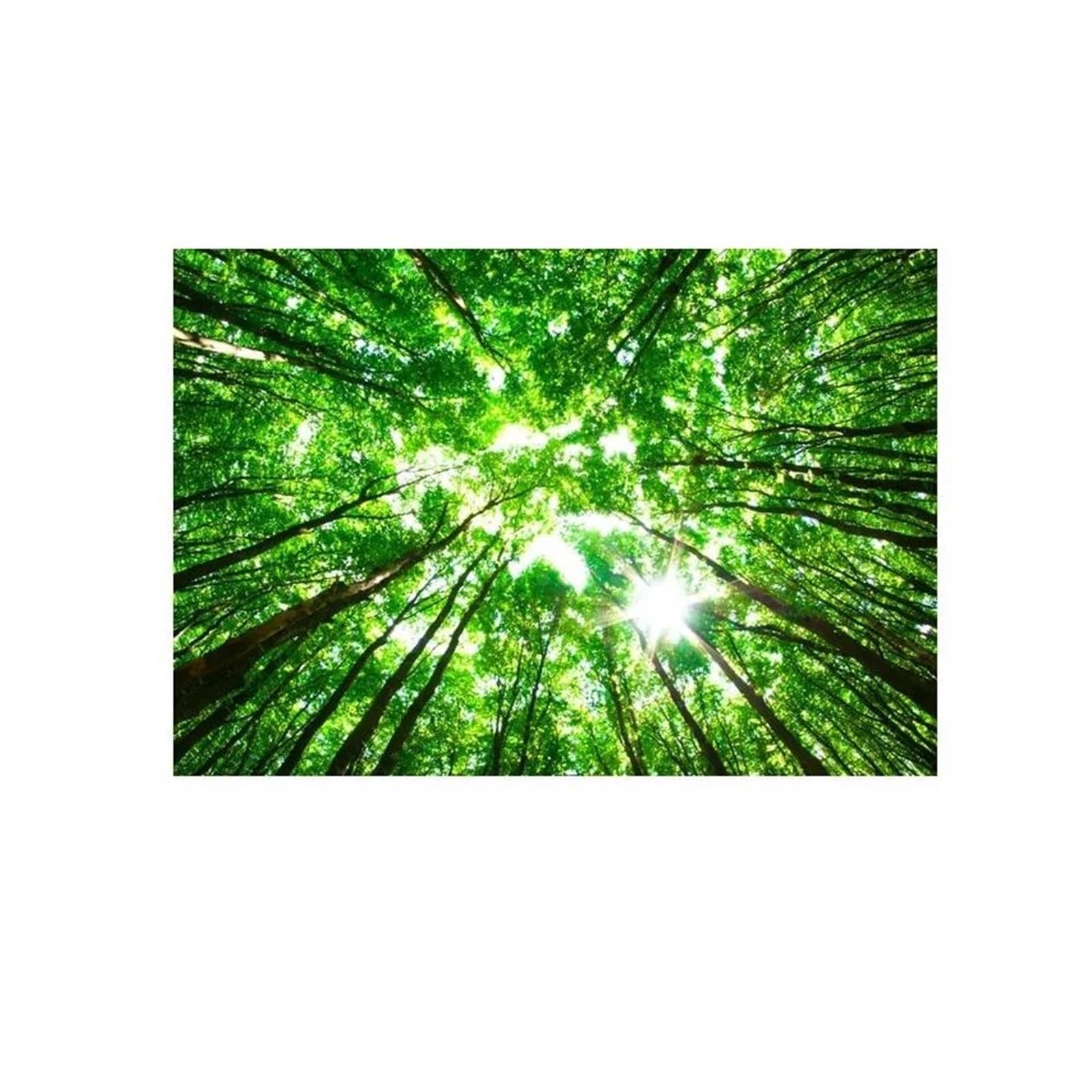 BYAMBD Aesthetic Pictures Nature Landscape Posters No Frame Forest Sunshine Prints Canvas Painting Wall Art Picture For Living Room Decoration(C,30x40cm)
