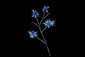 珪藻美術館 = Diatoms Art Museum 珪藻美術館 Diatoms Art Museum | 奥修 |本 | 通販 | Amazon