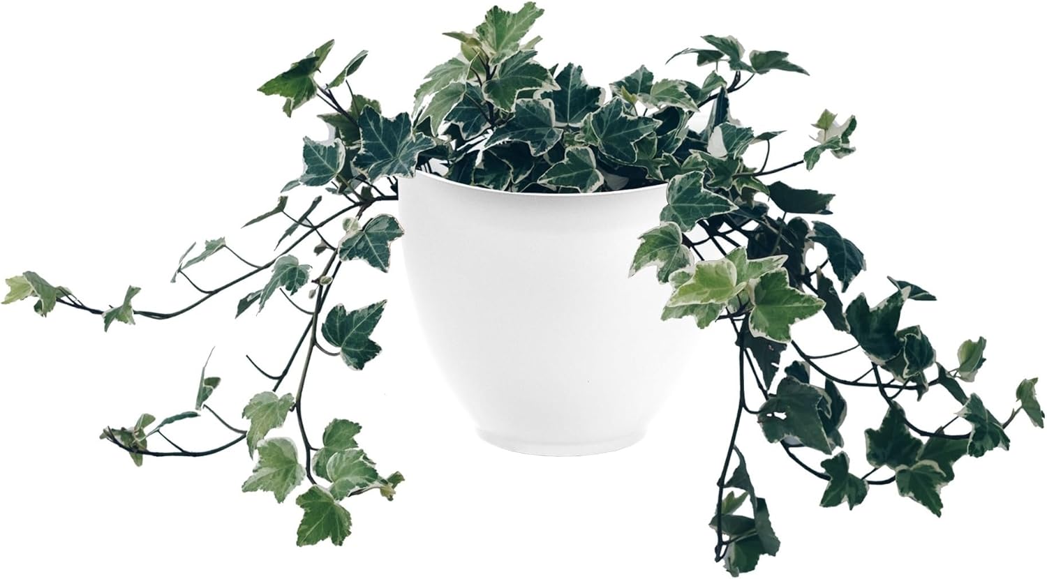 The HC Companies 8 Inch Garden Wall Planter - Plastic Hanging Plant Pot for Indoor Outdoor Flowers, Herbs, White (Pack of 2)