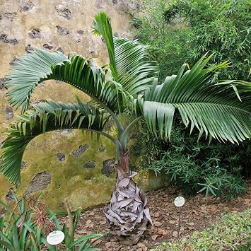 Bottle Palm Tree 'Hyophorbe lagenicaulis' Tropical Plant Seeds - 10 Seeds for Indoor Houseplant
