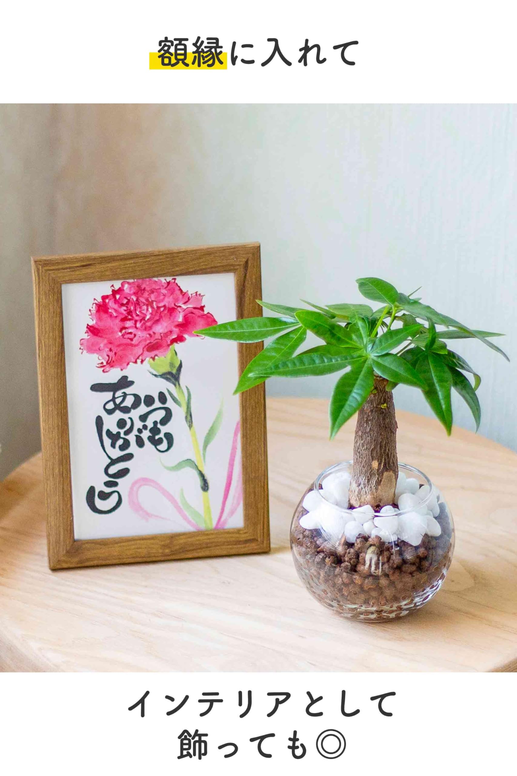 Amazon｜[ miipas ] パキラ 母の日 観葉植物 ミニ 小さい 絵手紙