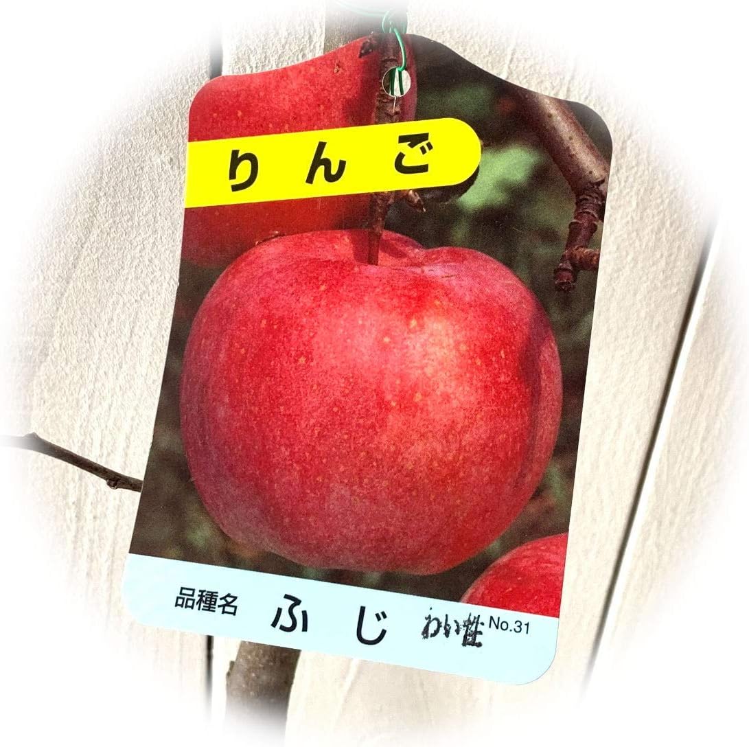 Amazon リンゴ 苗木 富士 12cmポット苗 ワイ性 ふじリンゴ りんご 苗 林檎 果物