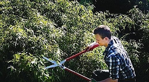 Miniatura 40 de BERGER Topiary Shear 2510 - Cizalla de jardín con mango de madera de haya con cuchillas autoafilables, longitud 17.7 in