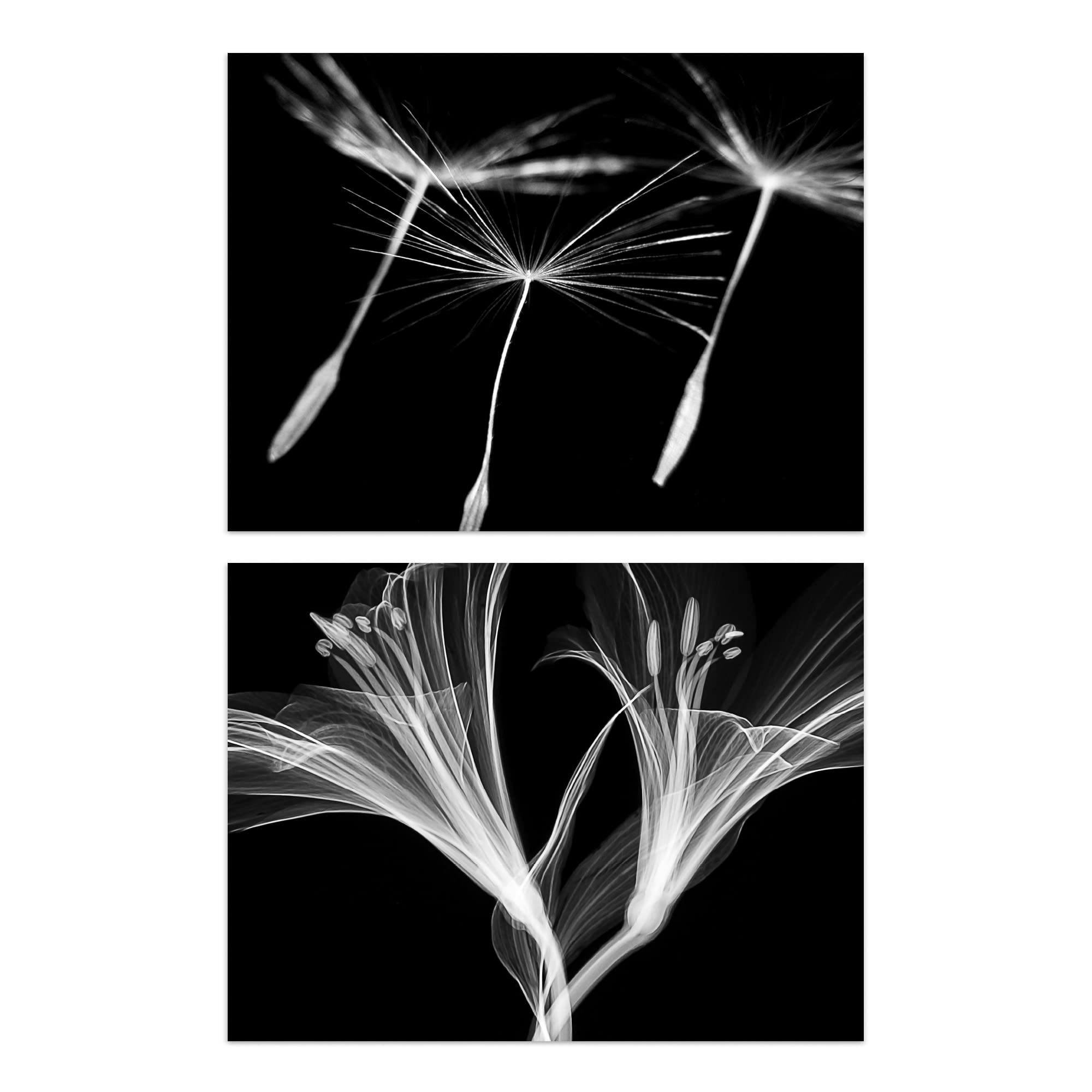 Artery8 Dandelion & Lily - Set Of 2 Dandelion And Lily X-Ray Set Of 2 Unframed Wall Art Prints Bedroom Bathroom Aesthetic Black White Photo A4