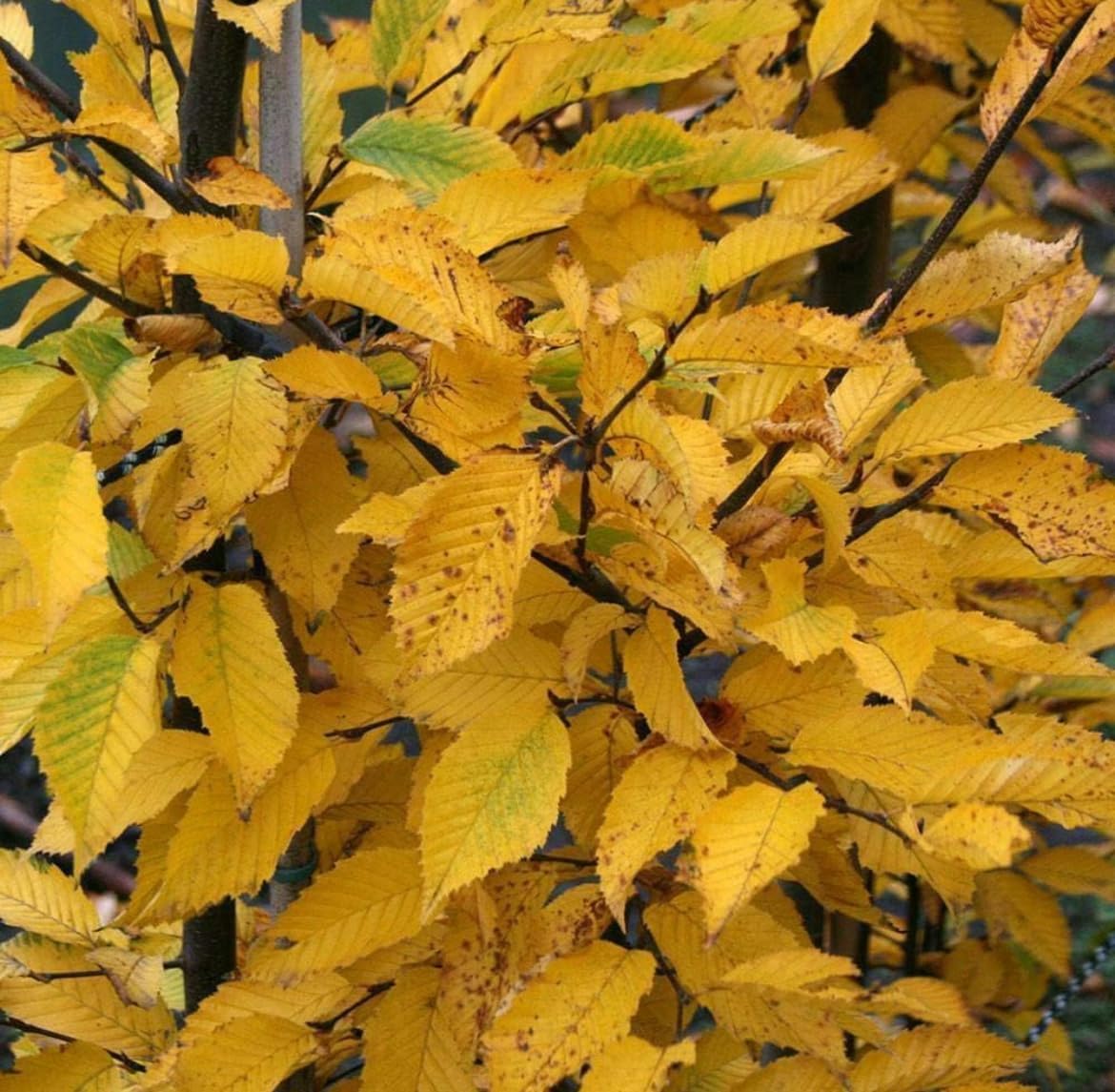 5 American Hornbeam Trees - 12-18" Tall Live Plants - Musclewood Seedlings - Carpinus caroliniana - (5 Pack)