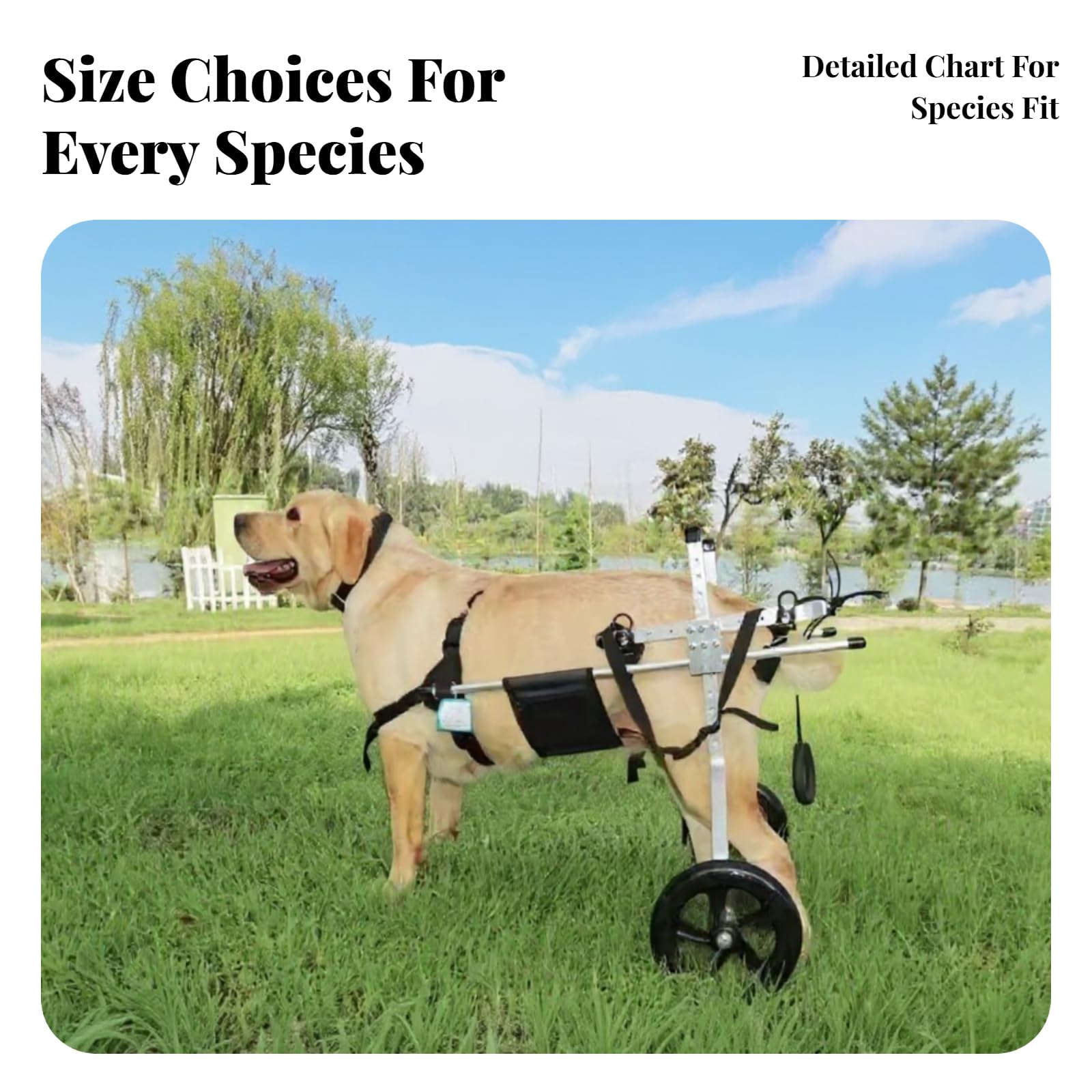 Carrozzina per Cani Carrozzina Disabili Sedia a Rotelle Supporto Riabilitazione Struttura Solida Leggermbracatura Regolabile Adatta Veterinaria, L