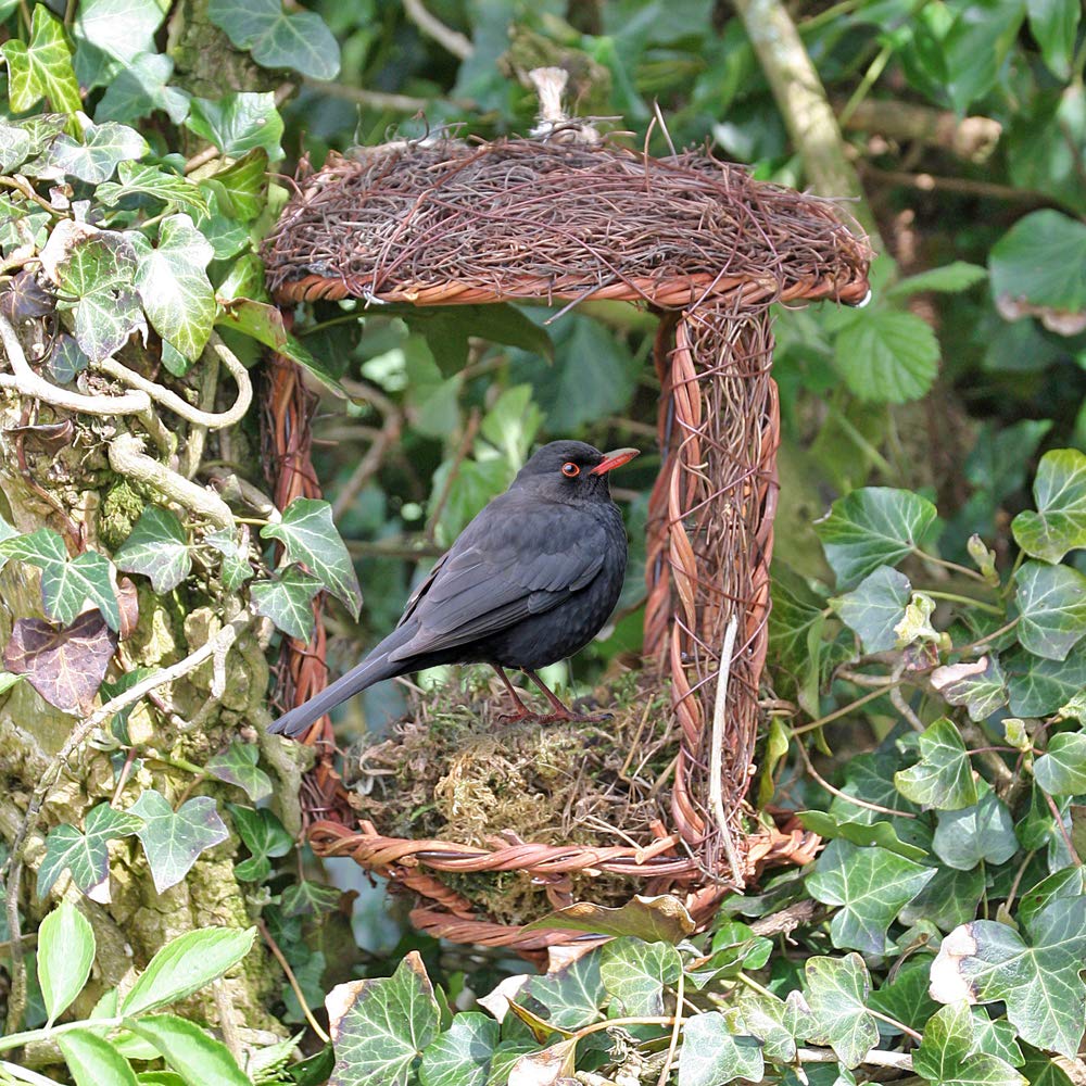 Wildlife World Simon King Open Nest Buddy
