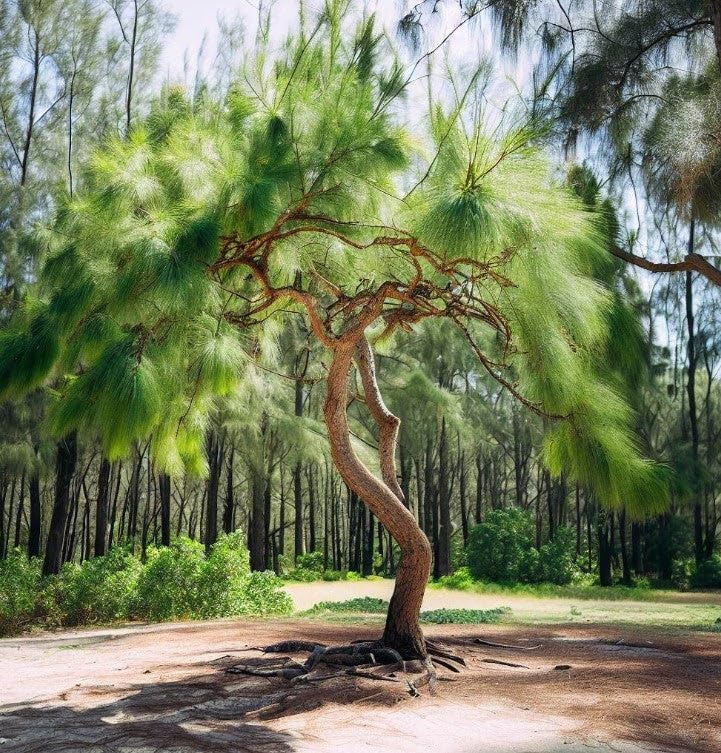 Miniatura 3 de Casuarina equisetifolia (Sheoak de playa, pino australiano) Semillas de árbol, valiosas para la construcción, leña y producción de carbón, semillas