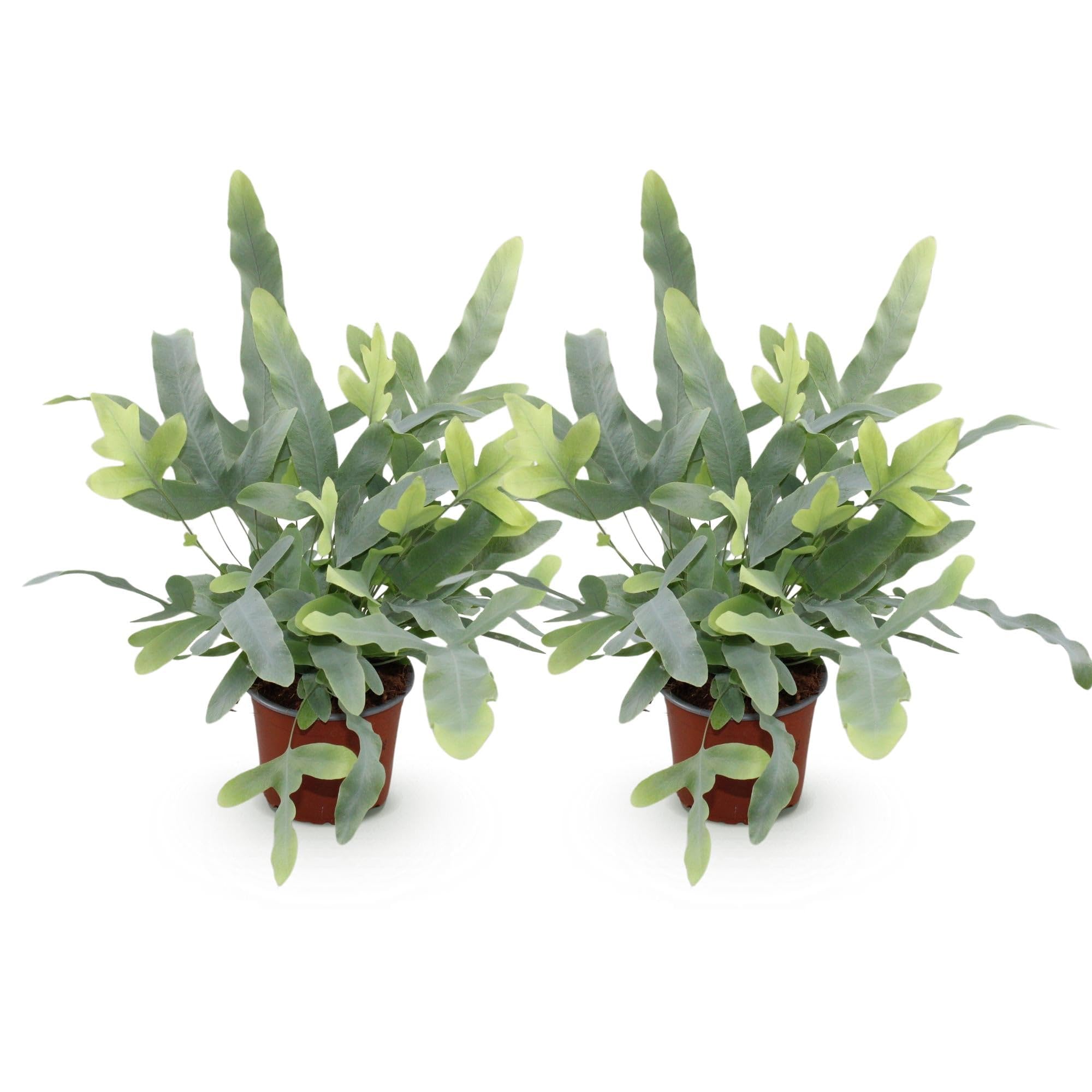 Phlebodium aureum Blue Star Farn, 2 Pflanzen, Ø12cm, Höhe 25-30cm