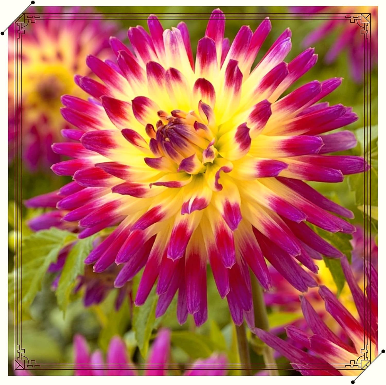 Dahlia Plants,Dahlia Tubers Bulbs,Dahlia Tubers Plants,Garden Flowers,Plant Bulbs,Wedding