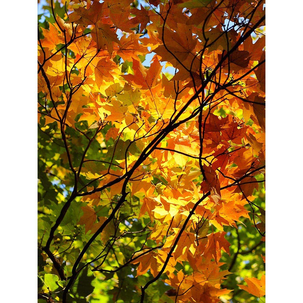 Wee Blue Coo Photography Tree Branches Fall Autumn Art Print Poster Wall Decor 12X16 Inch