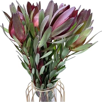 20 fresh Leucadendron Safari Sunset flowers Gifts For Home Decoration Birthdays Anniversaries Healing Sympathy Friendship and Love
