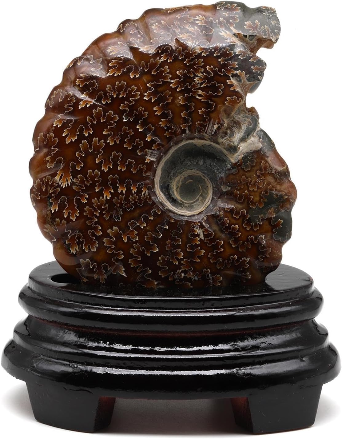 SODEF Ammonite Fossil with Stand, 337 Grams, Collectible Spiral Fossil, Stone, Multicolor, Home Decor, Nature Theme, One Piece - Multicolor, One Size