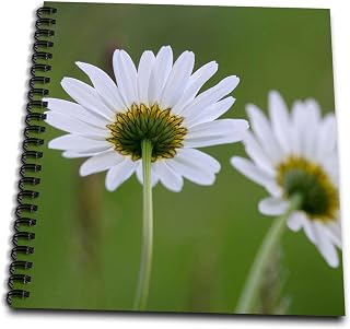 3D Rose Canada Vancouver Island. Close up of Daisies