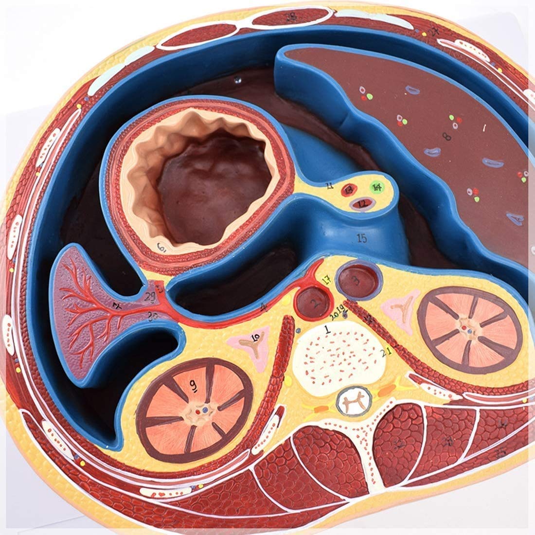 Modello di Addome Umano - Campione Anatomico della Struttura della Capsula A Membrana Piatta - per La Formazione Medica, Kit Scientifici, Materiale di Laboratorio