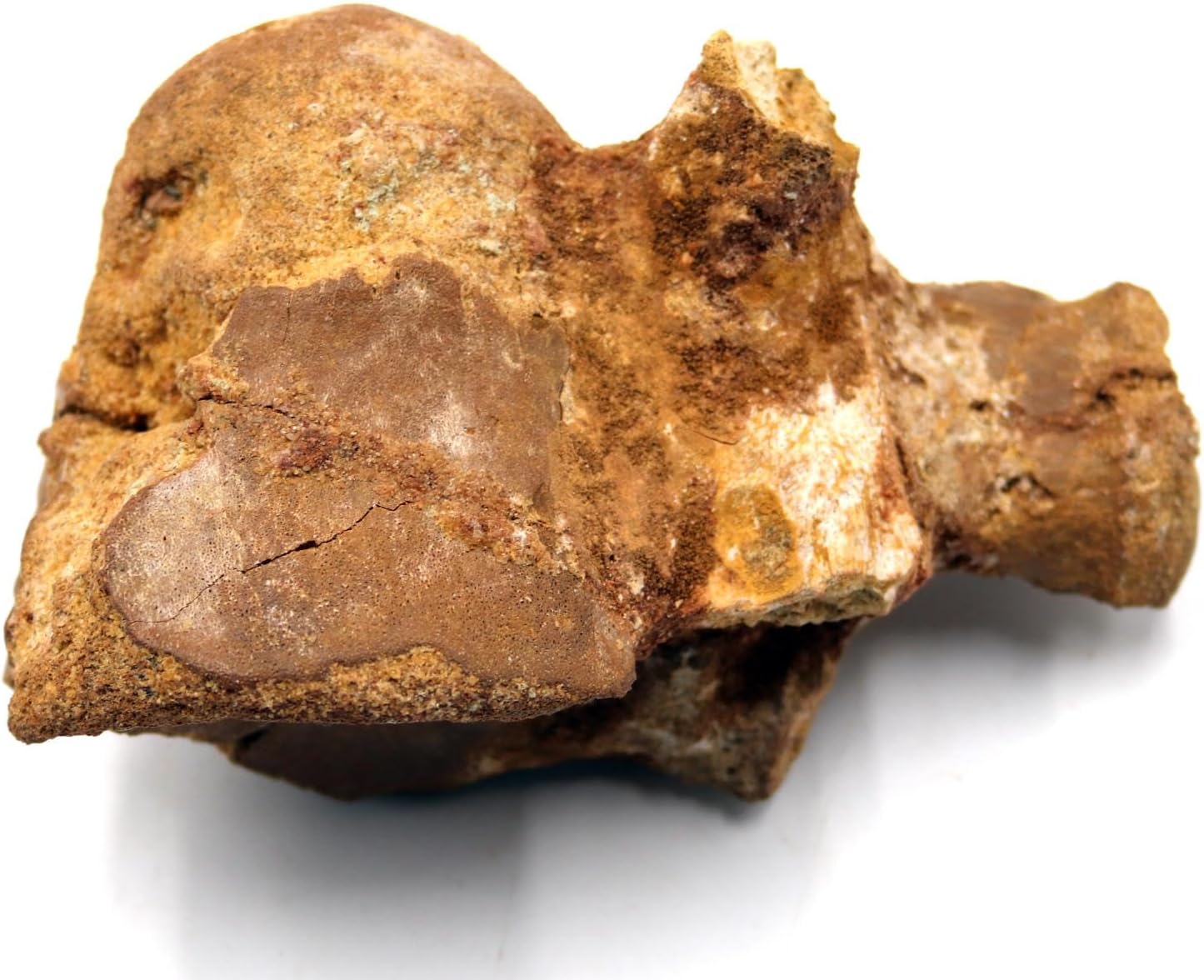 Spinosaurus Dinosaur Vertebra Fossil 100 Mil Yr. Old #18045