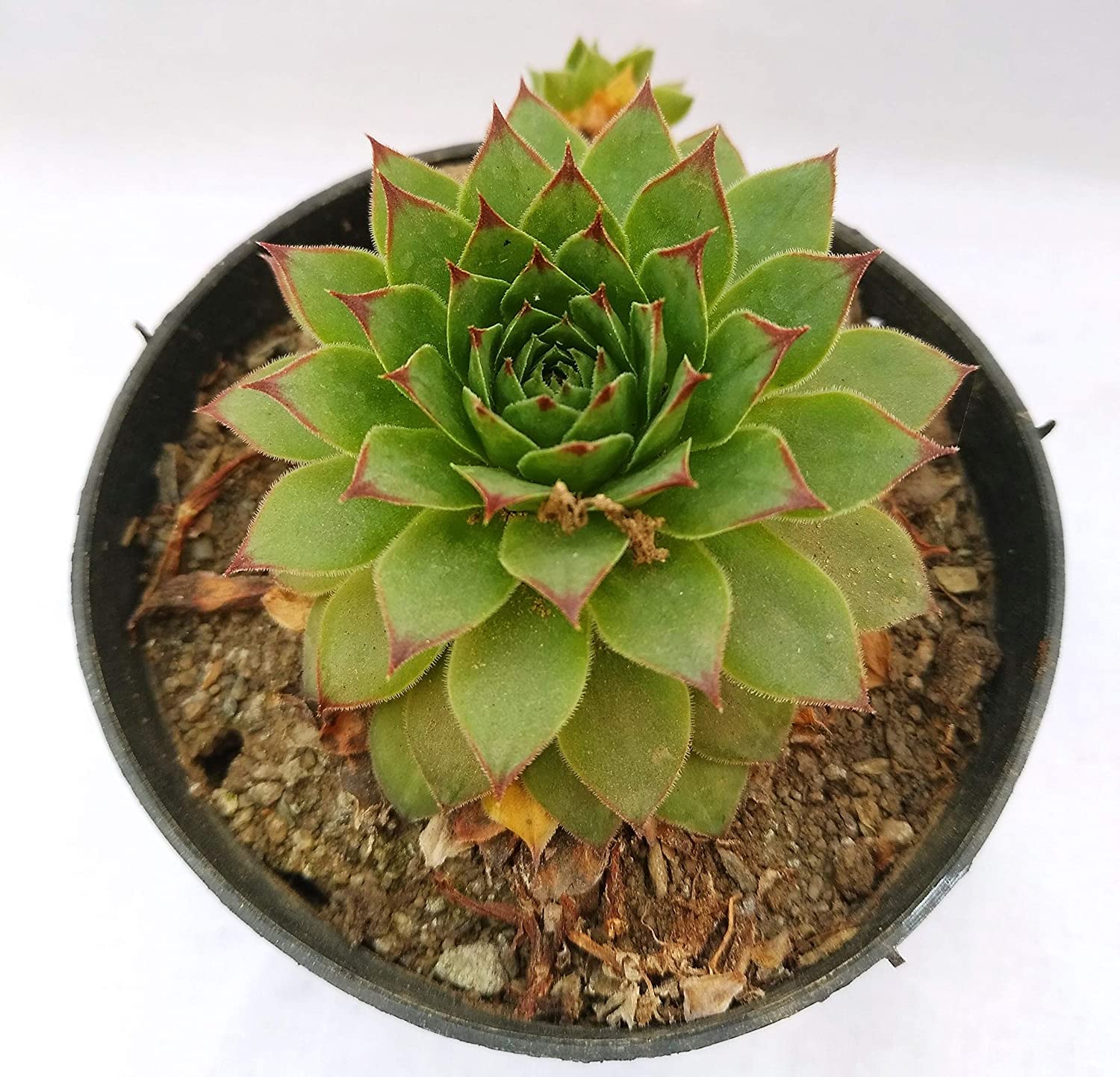 Green Land Laxmi Kamal Sempervivum Form Of Goddess Lakshmi Lakshmikamal Succulent Plant (Healthy Live Plant)