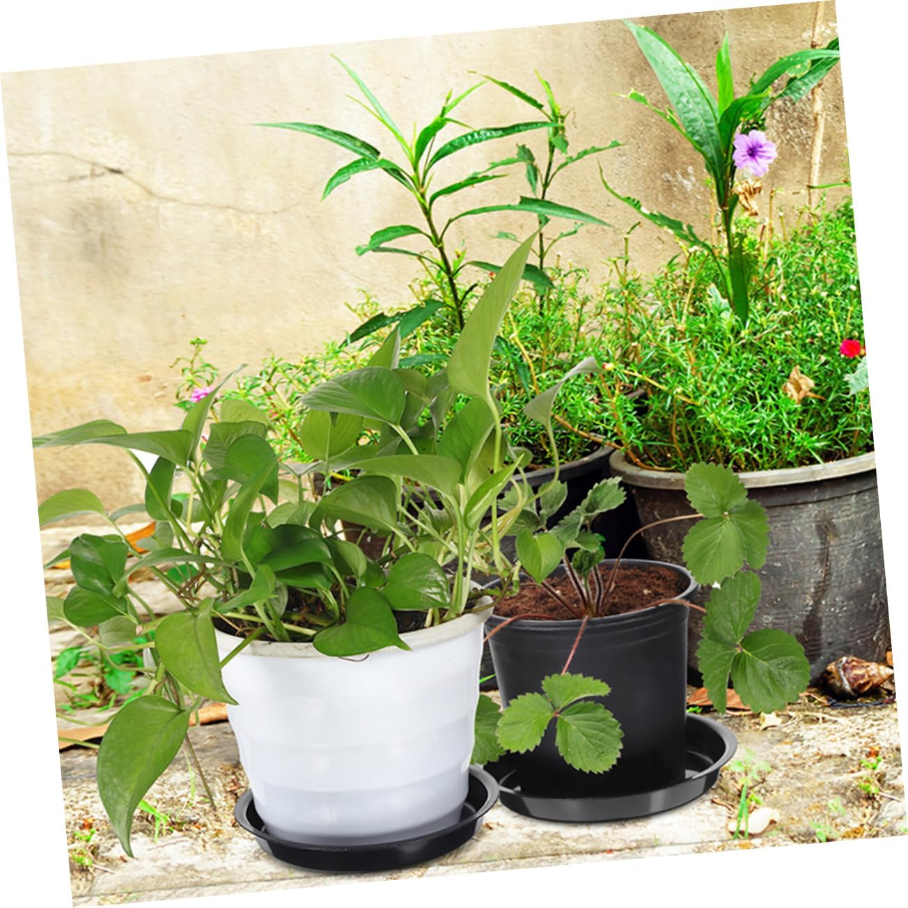 balacoo 80pcs Plant Saucers Thick Round Flower Pot Trays to Catch Water for Indoor and Outdoor Use Material