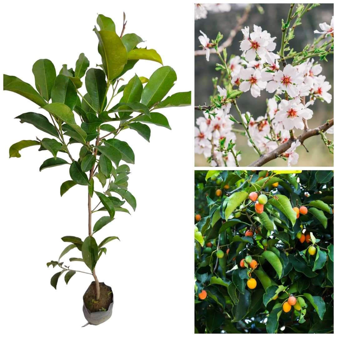 See full amazon price history chart for Native Earth® Bakul Flower Plant Mimusops Maulsari Elanji Spanish Cherry Live Plant (2 Year Old Plant, Height 3feet) Native Earth® Bakul Flower Plant Mimusops Maulsari Elanji Spanish Cherry Live Plant (2 Year Old Plant, Height 3feet) (B0CQM95ZYW) Amazon Price History, Amazon Price Tracker