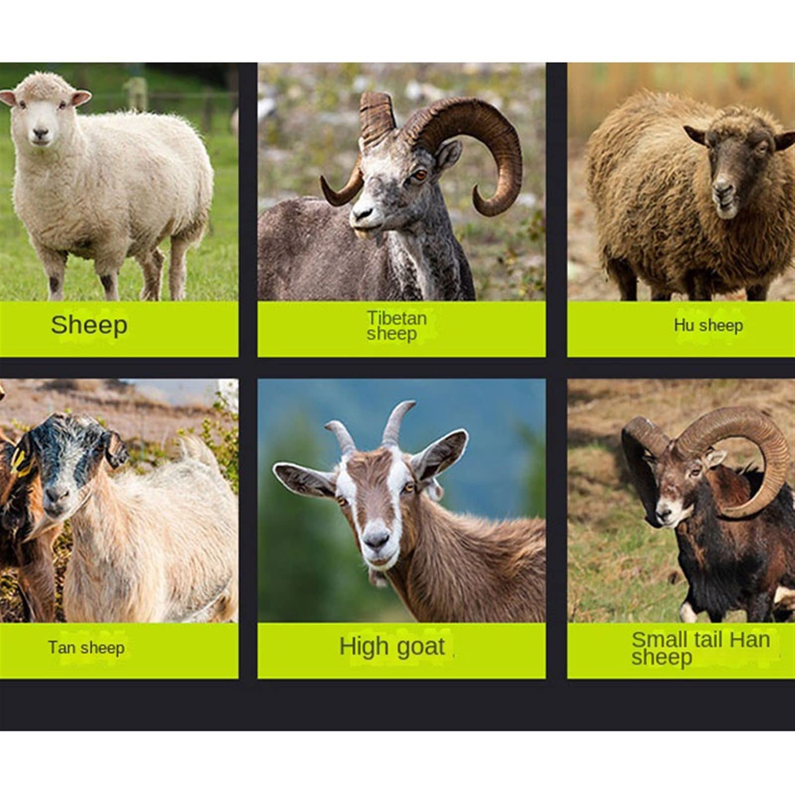 Tijeras de Esquilar, Tijeras eléctricas, cortadora de lana, máquina corte eléctrica, afeitar alta potencia, tijeras(Package 10)