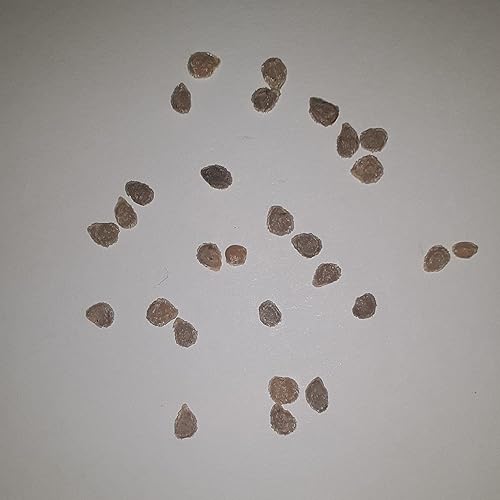 Vista 3 de PAPAW'S GARDEN SUPPLY LLC. Ayudando a que la próxima generación crezca. Semillas de tomate Cherokee Purple Heirloom, sin OMG, 1 paquete de 20