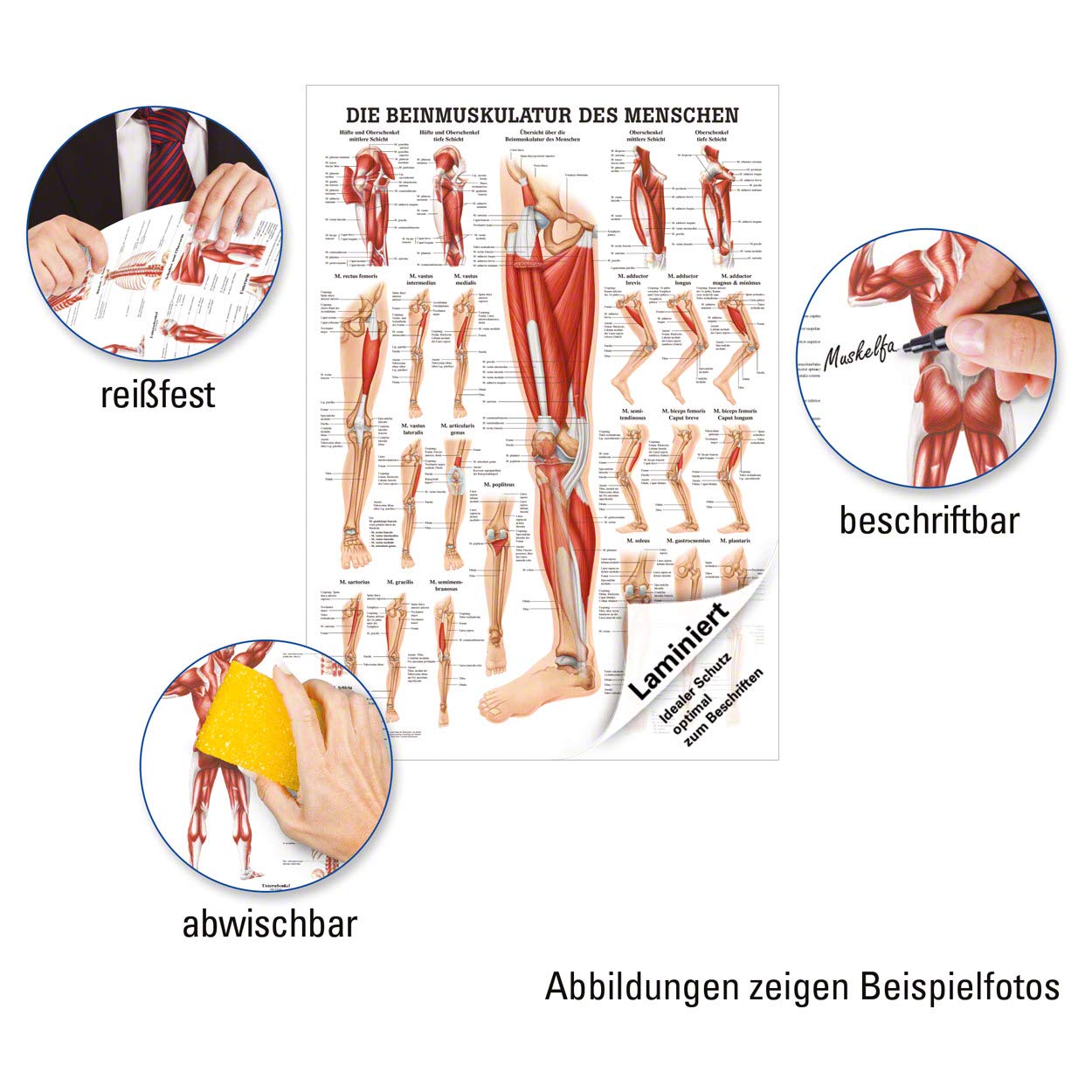 menschliche-anatomie-beinmuskulatur-die-muskeln-aufbau-funktionen