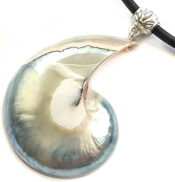 Rare Natural Pearly Open Nautilus Shell 